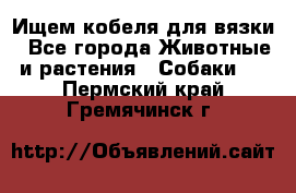 Ищем кобеля для вязки - Все города Животные и растения » Собаки   . Пермский край,Гремячинск г.